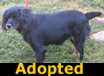 Betsey - ADOPTED