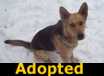 Sadie - ADOPTED