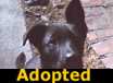 JACK - ADOPTED