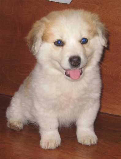 corgi golden retriever mix puppies. Corgi Mix Pups