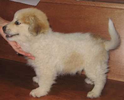 golden retriever mix puppies. 2011 corgi golden retriever