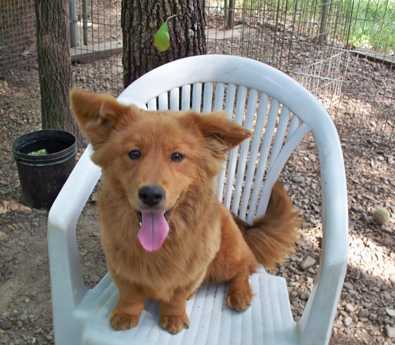 corgi golden retriever mix adoption