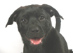 Barney - AVAILABLE
