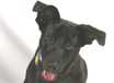 Zoe - AVAILABLE