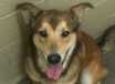 Calvin - AVAILABLE