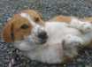 Jessie - AVAILABLE