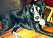 Sadie - AVAILABLE