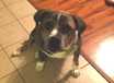 Big Boy - AVAILABLE
