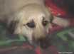 Penny - AVAILABLE