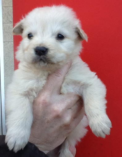 Husky Golden pup