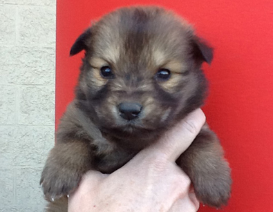 Husky Golden pup