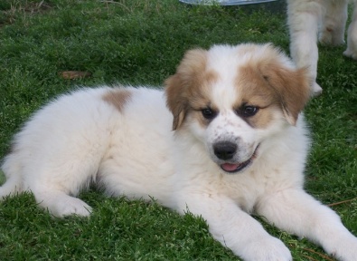 Max