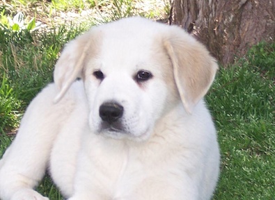 Shilo