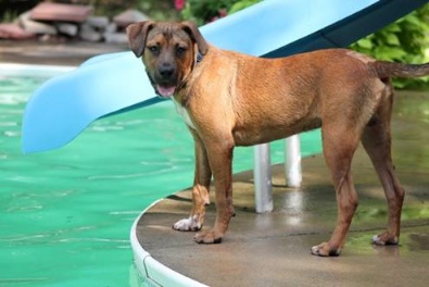 Dexter