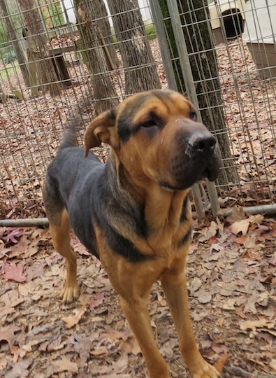 shar pei german shepherd mix puppies shar pei shepherd mix images shar pei german shepherd mix puppies shar pei shepherd mix images