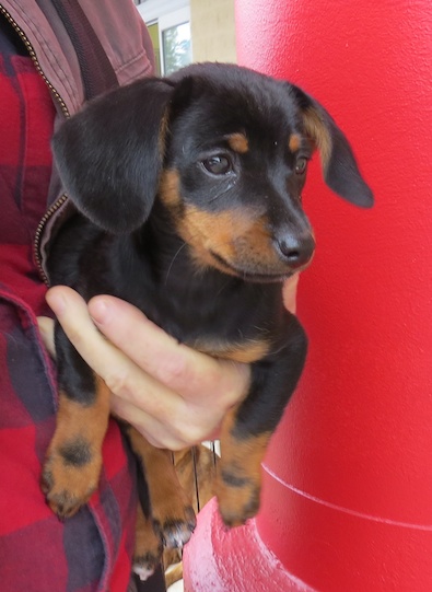 Rocky