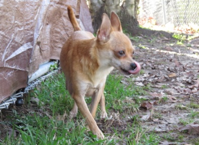 Momma Chihuahua