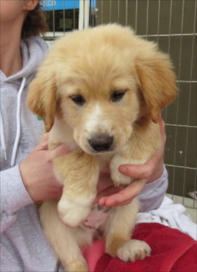 Golden Retriever Aussi mix pup