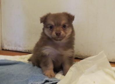 Chihuahua Pomeranian Pup
