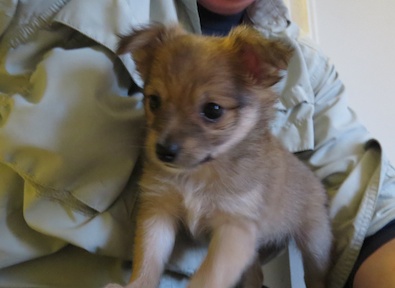 pomeranian and chihuahua mix puppies