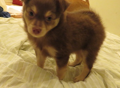 Chihuahua Pomeranian Pup