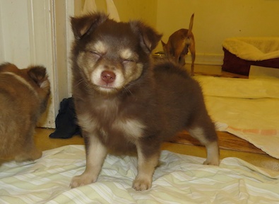 Chihuahua Pomeranian Pups