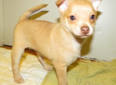 Momma Chihuahua