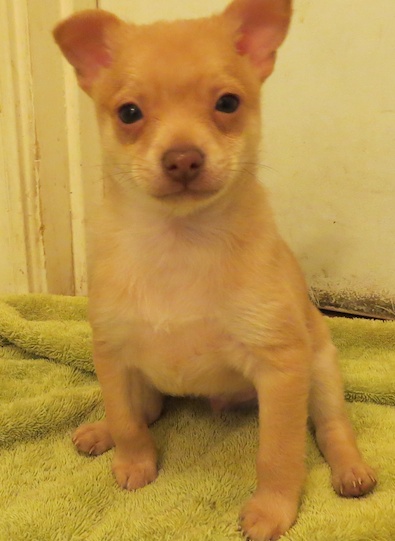 Chihuahua pomeranian Pup