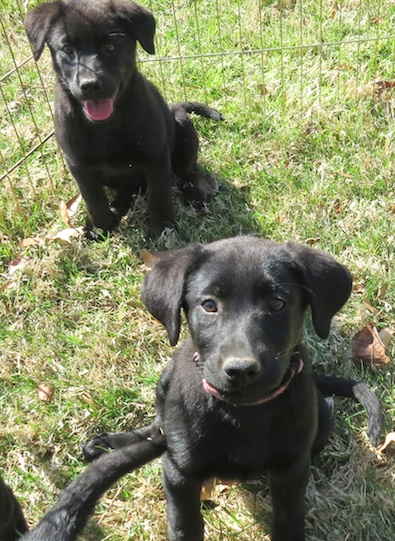 Back > Gallery For > Lab Shepherd Mix Back > Gallery For > Lab Shepherd Mix