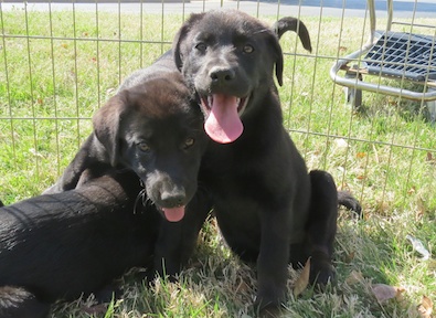 Lab Shepherd Mix Pups