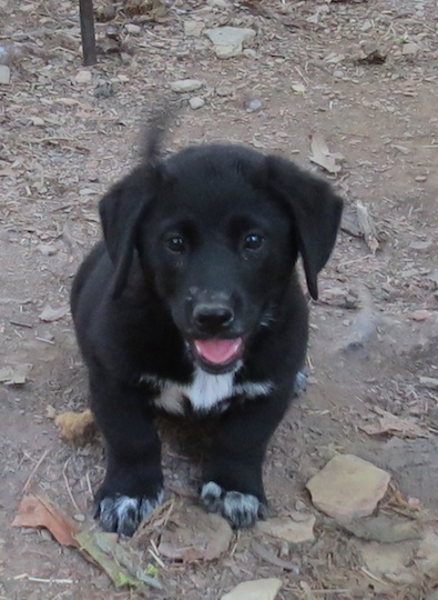 shepherd lab mix puppies adopt a shepherd lab mix puppies adopt a