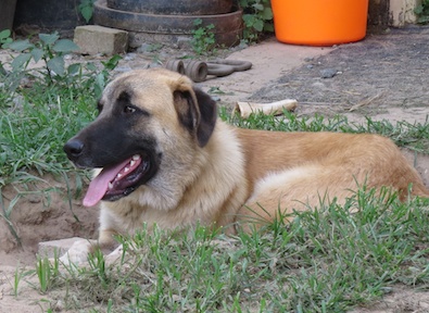 Brutus