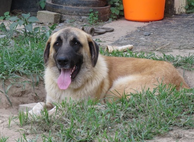 Brutus