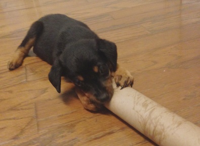 Romeo