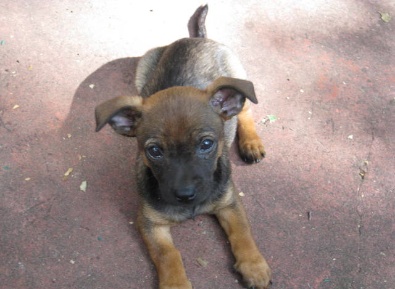 Cocoa
