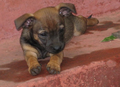 Cocoa