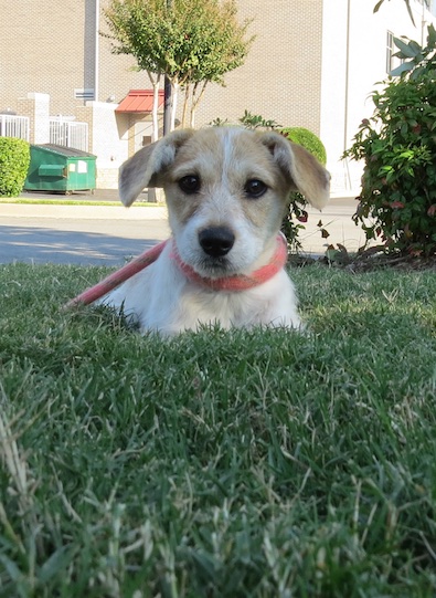 Buffy