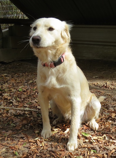 Bella