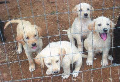 We Have An Adorable Litter Of 6 Week Old Pups Mother Is Full Blooded Yellow Lab Father Karabash Anatolian Shepherd