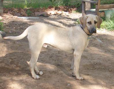 Amos