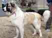 Baxter - AVAILABLE