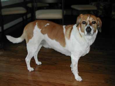 Buddy - Foxhound mix - AVAILABLE