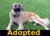 Cuby - ADOPTED