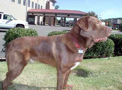 chocolate labrador with white chest