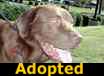 Dude - ADOPTED