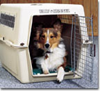 Sheltie in a crate