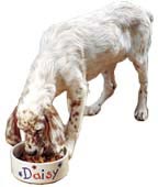 Dog eating food
