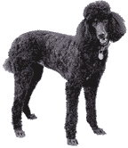 Poodle