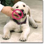 Puppy chewing on a hand
