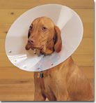Vizsla wearing an Elizabethan collar